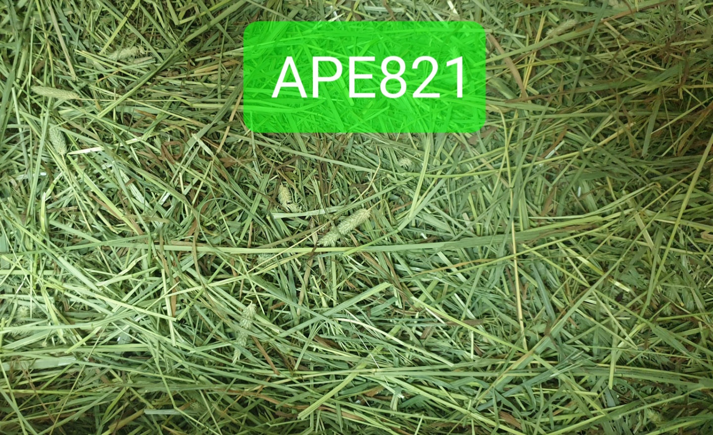 (Hay Condition As Shown In Photo, color may differ due to lighting) APD Timothy Gold - 5 LBs