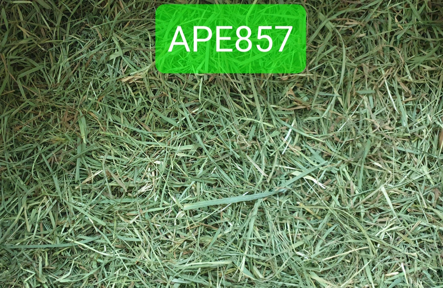 (Hay Condition As Shown In Photo, color may differ due to lighting) APD Timothy Gold - 5 LBs