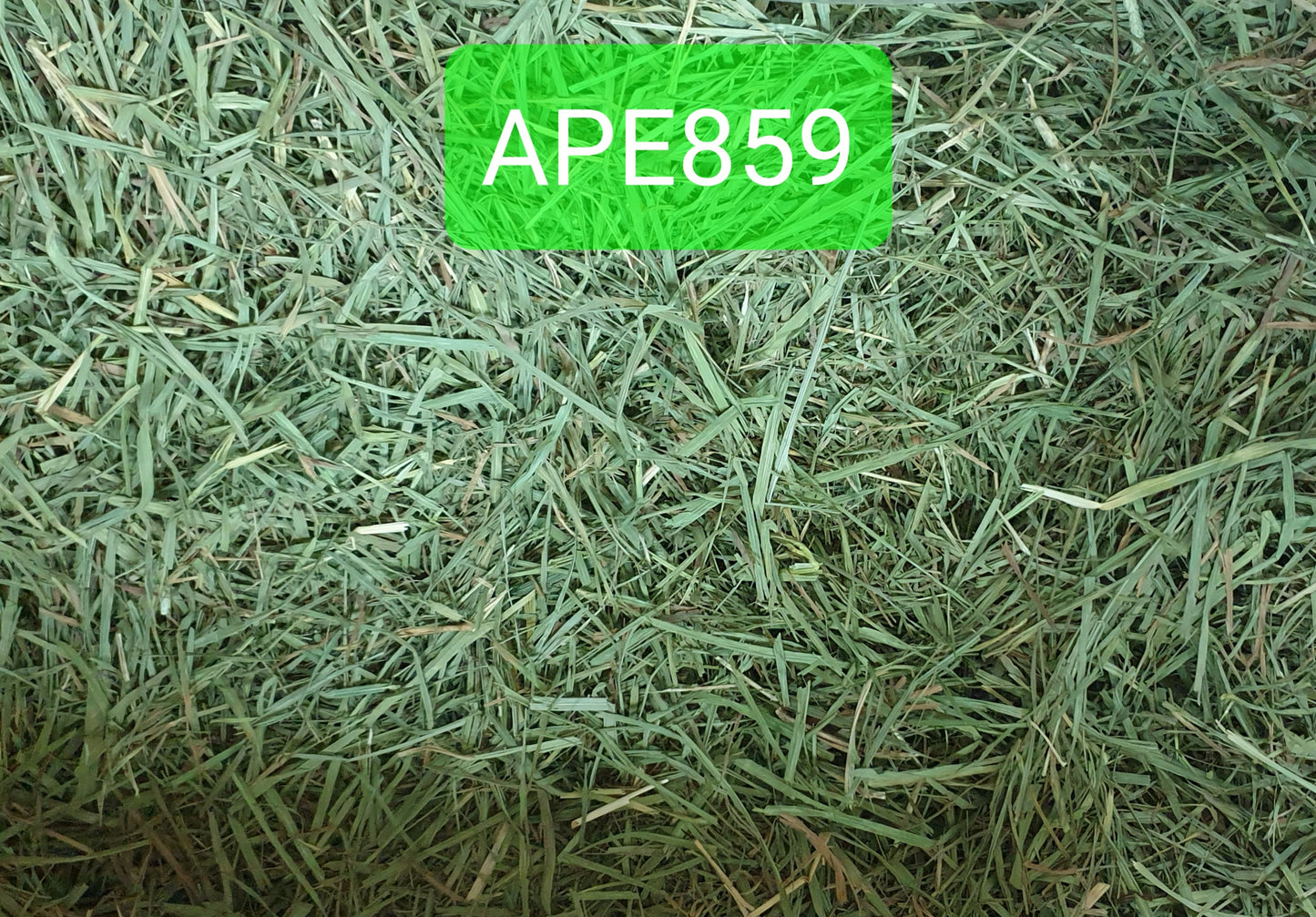 (Hay Condition As Shown In Photo, color may differ due to lighting) APD Timothy Gold - 5 LBs