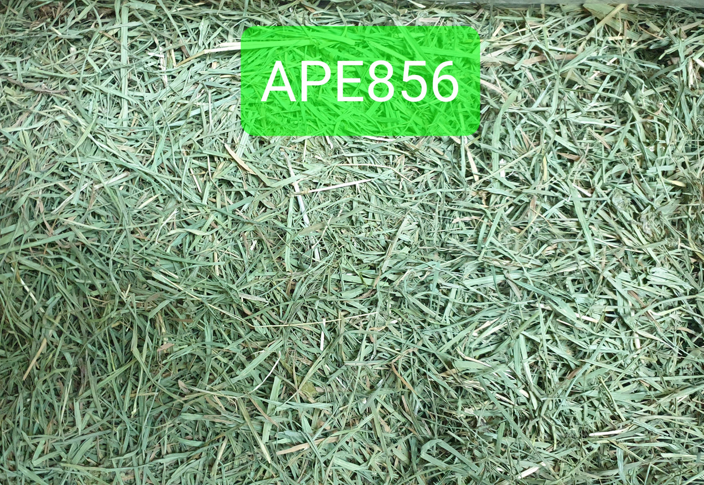 (Hay Condition As Shown In Photo, color may differ due to lighting) APD Timothy Gold - 5 LBs